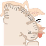 Do the locomotion! A brain-machine interface to restore gait | neurokunst